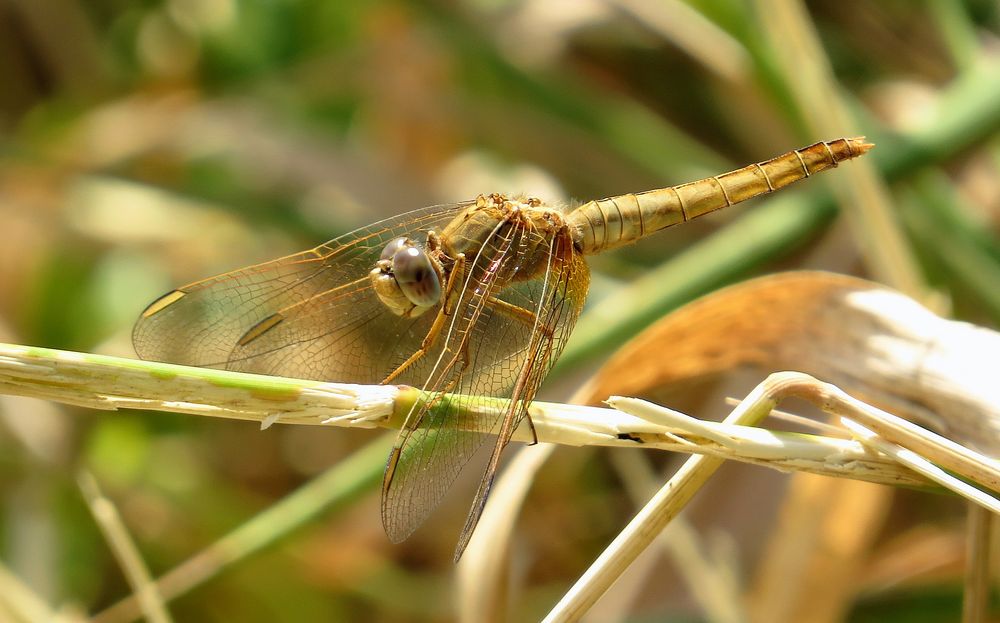 Feuerlibelle (Crocothemis erythraea), Weibchen