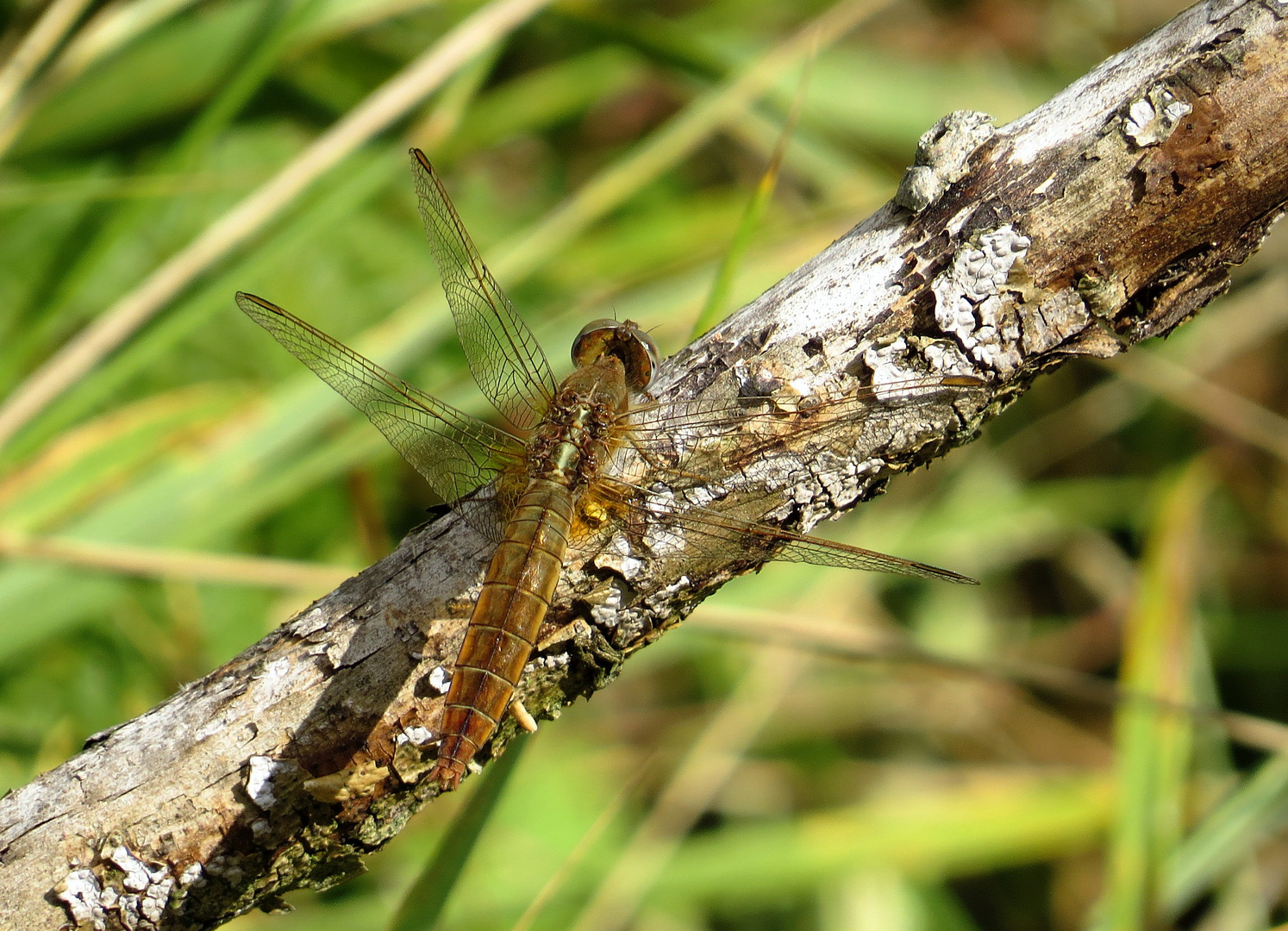 Feuerlibelle (Crocothemis erythraea), Weibchen