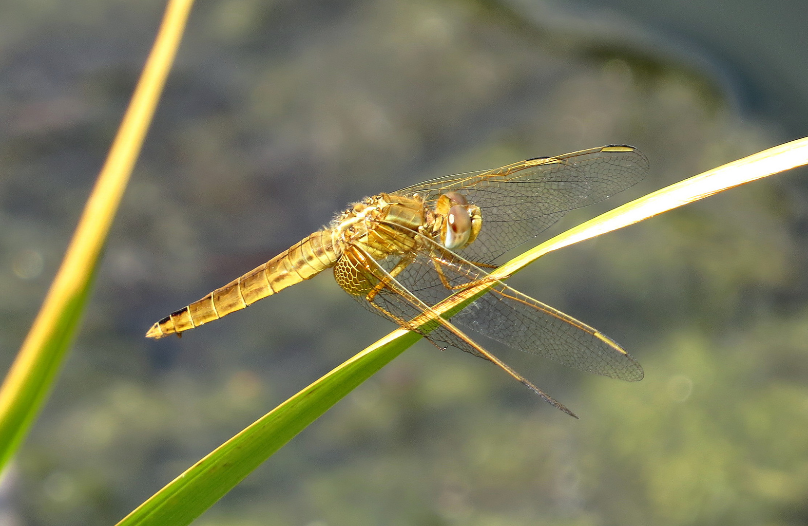 Feuerlibelle (Crocothemis erythraea), Weibchen