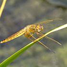 Feuerlibelle (Crocothemis erythraea), Weibchen