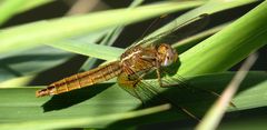 Feuerlibelle (Crocothemis erythraea), Weibchen