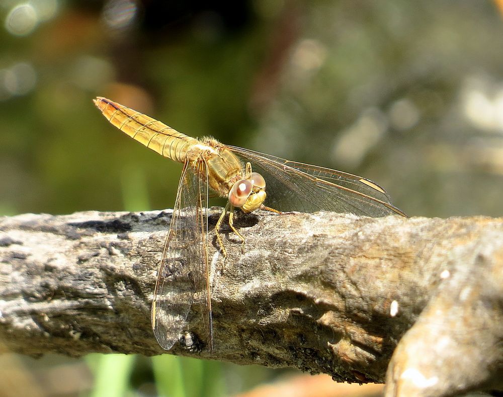 Feuerlibelle (Crocothemis erythraea), Weibchen