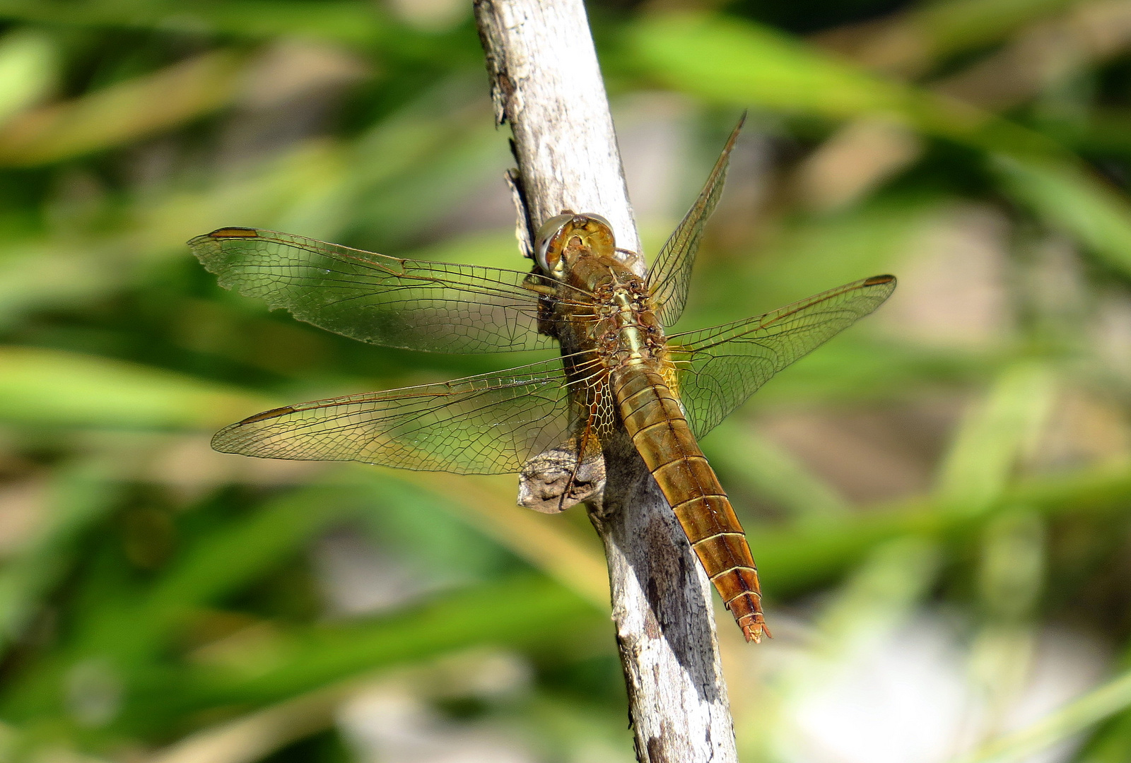 Feuerlibelle (Crocothemis erythraea), Weibchen