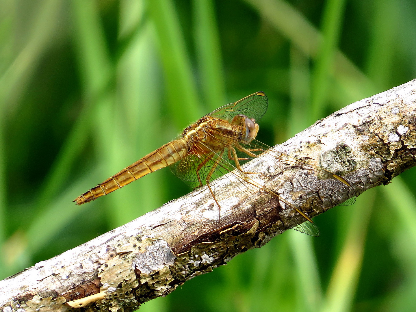 Feuerlibelle (Crocothemis erythraea), Weibchen