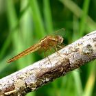 Feuerlibelle (Crocothemis erythraea), Weibchen