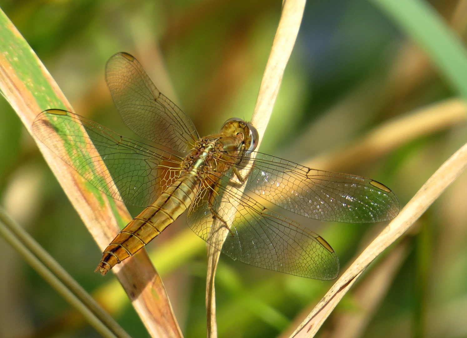 Feuerlibelle (Crocothemis erythraea), Weibchen