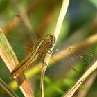 Feuerlibelle (Crocothemis erythraea), Weibchen