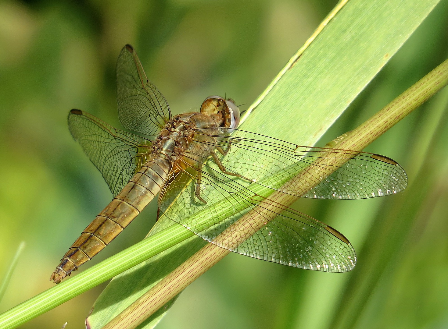 Feuerlibelle (Crocothemis erythraea), Weibchen