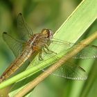 Feuerlibelle (Crocothemis erythraea), Weibchen