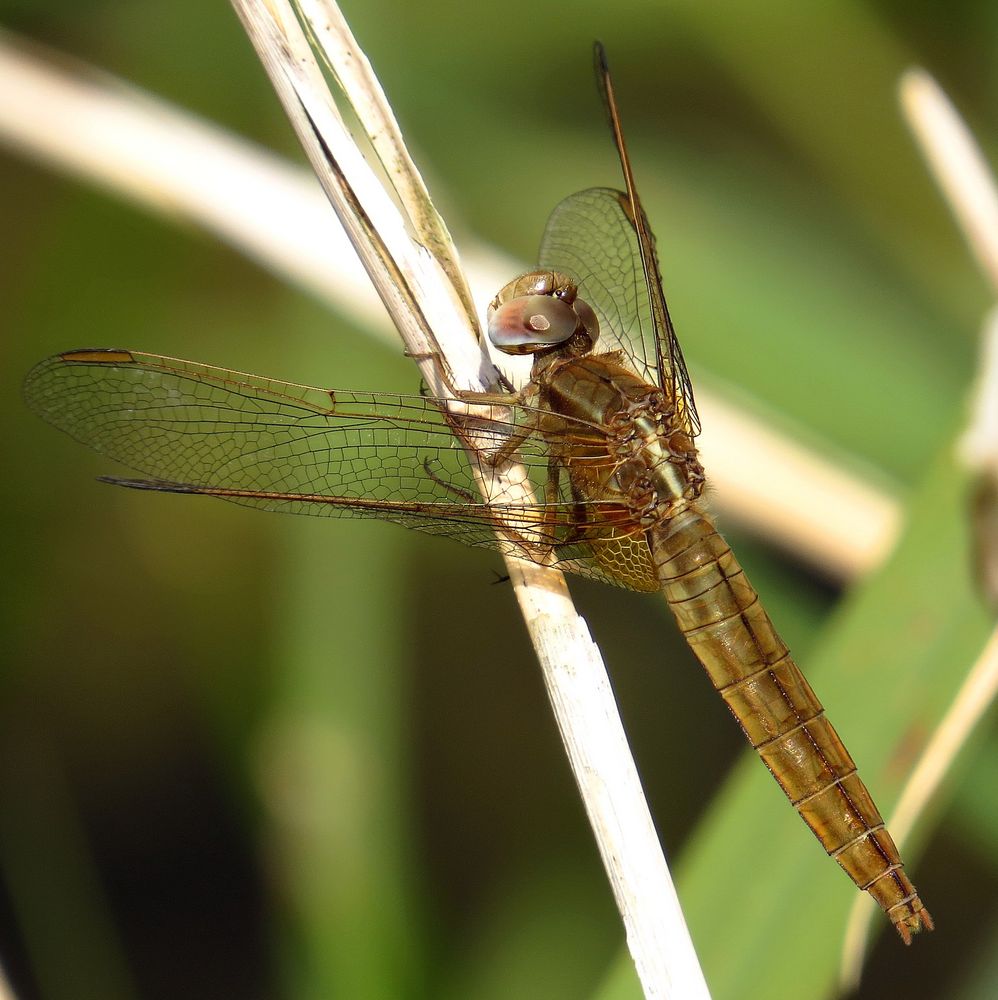 Feuerlibelle (Crocothemis erythraea), Weibchen