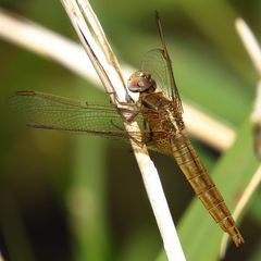 Feuerlibelle (Crocothemis erythraea), Weibchen