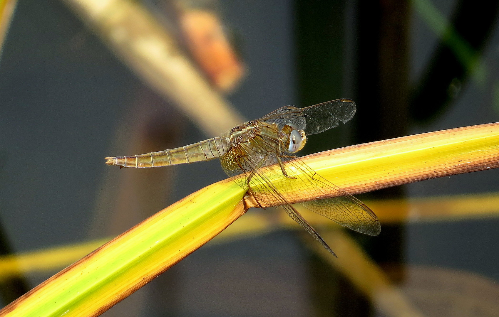 Feuerlibelle (Crocothemis erythraea), Weibchen