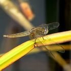 Feuerlibelle (Crocothemis erythraea), Weibchen