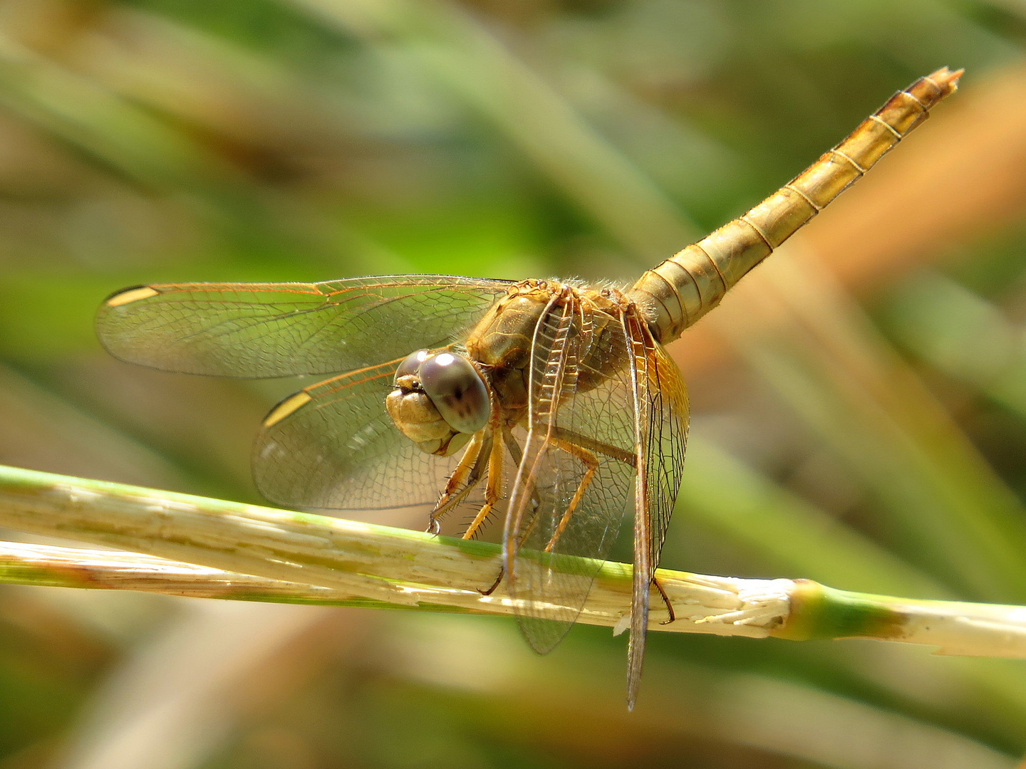 Feuerlibelle (Crocothemis erythraea), Weibchen