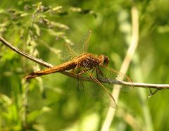 Feuerlibelle (Crocothemis erythraea), Weibchen