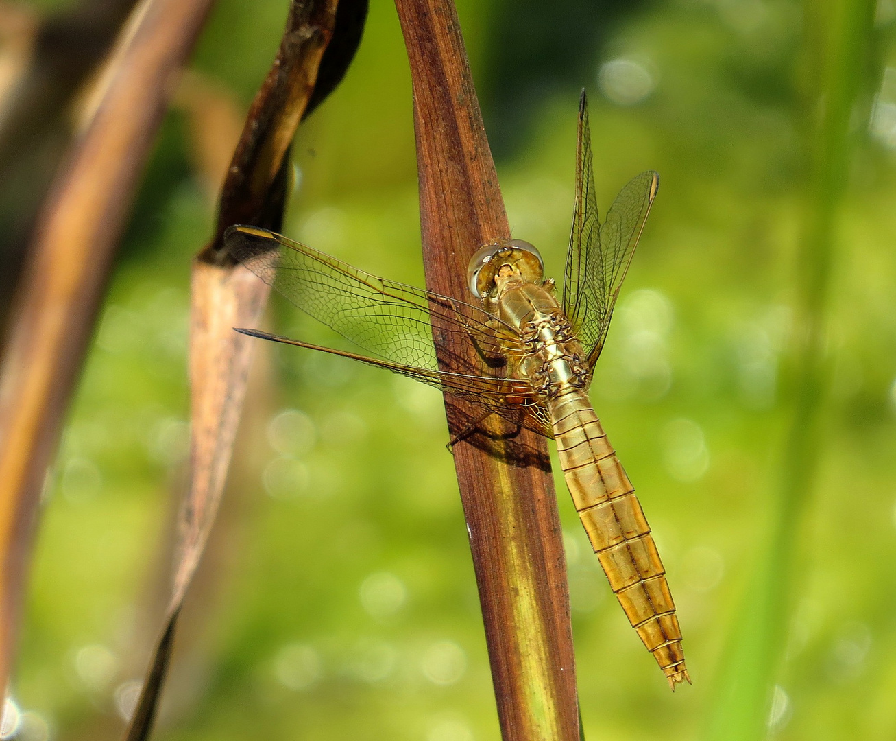 Feuerlibelle (Crocothemis erythraea), Weibchen