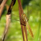 Feuerlibelle (Crocothemis erythraea), Weibchen