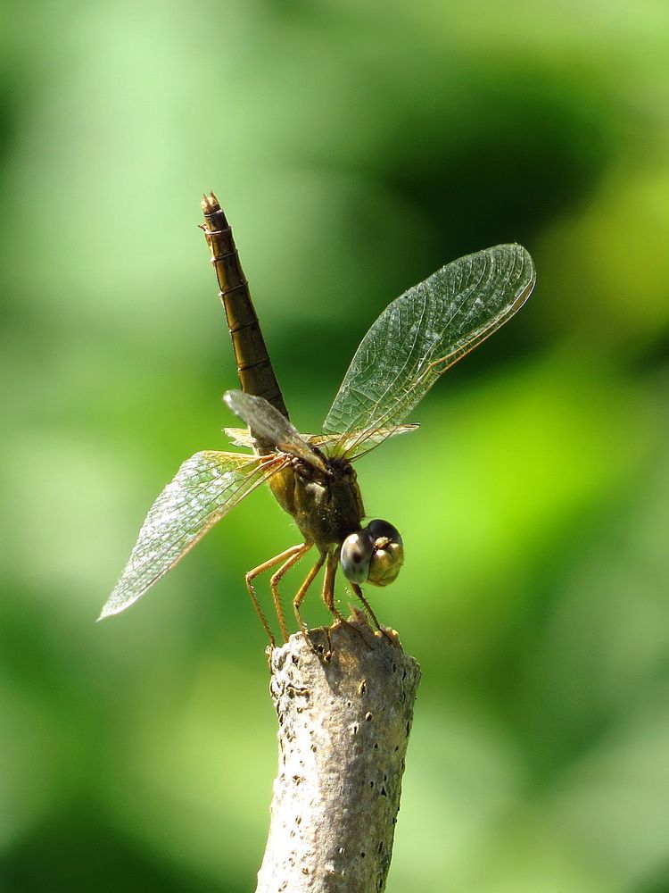 Feuerlibelle (Crocothemis erythraea), Weibchen bei 36 Grad in Obelisk-Stellung