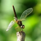 Feuerlibelle (Crocothemis erythraea), Weibchen bei 36 Grad in Obelisk-Stellung