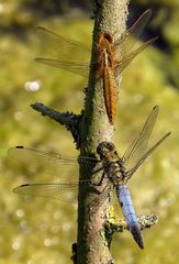  Feuerlibelle (Crocothemis erythraea), Weibchen beim Bad in der Sonne