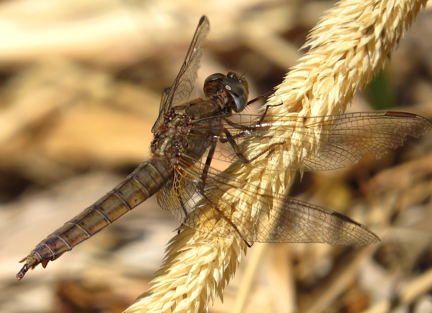 Feuerlibelle (Crocothemis erythraea), Weibchen beim Darm entleeren