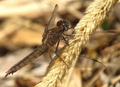 Feuerlibelle (Crocothemis erythraea), Weibchen beim Darm entleeren