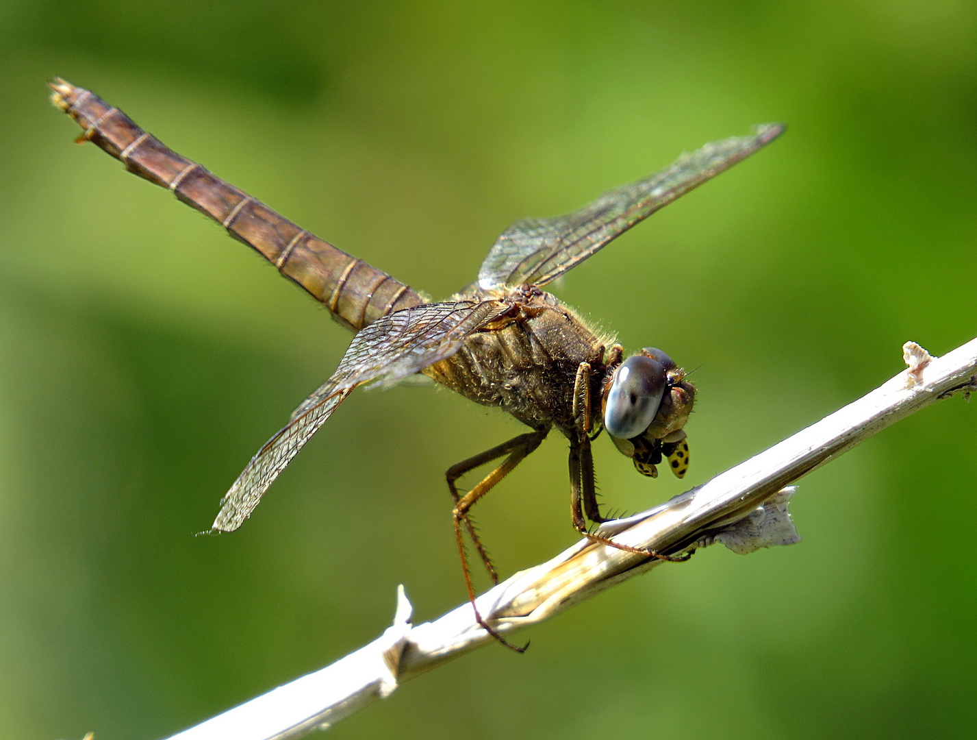 Feuerlibelle (Crocothemis erythraea), Weibchen beim Fressen