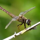 Feuerlibelle (Crocothemis erythraea), Weibchen beim Fressen