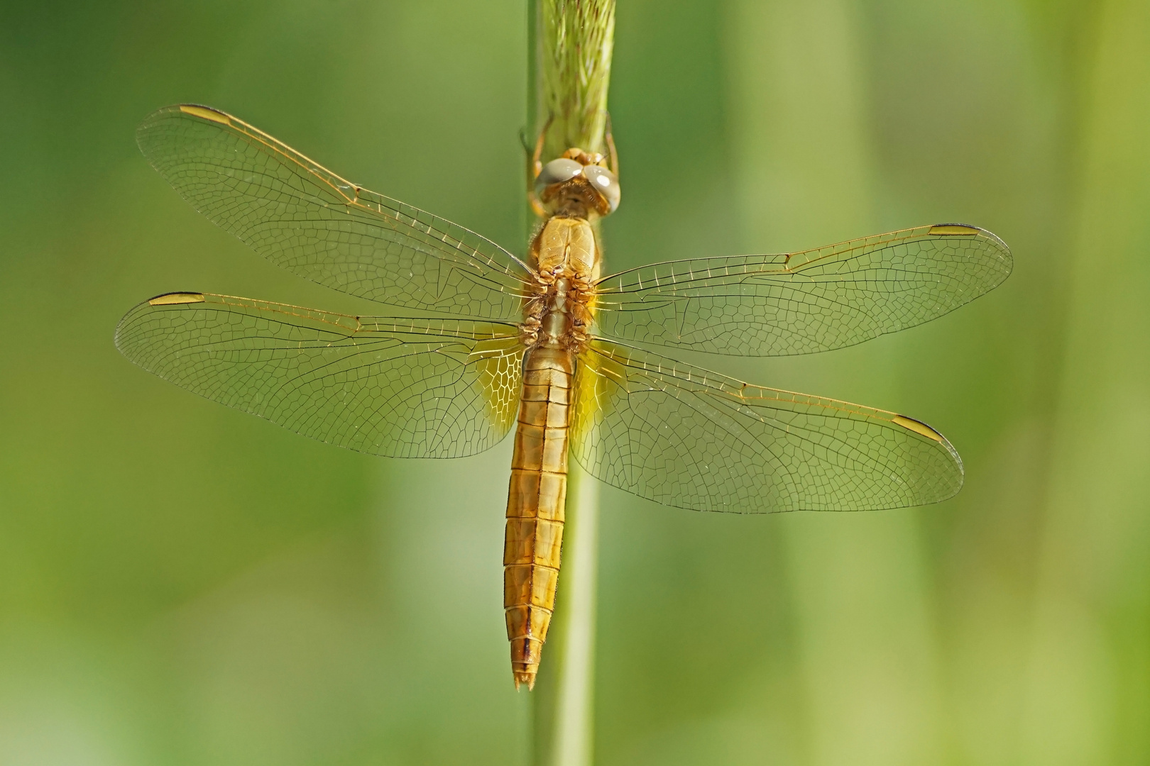 Feuerlibelle (Crocothemis erythraea), Weibchen