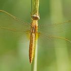 Feuerlibelle (Crocothemis erythraea), Weibchen