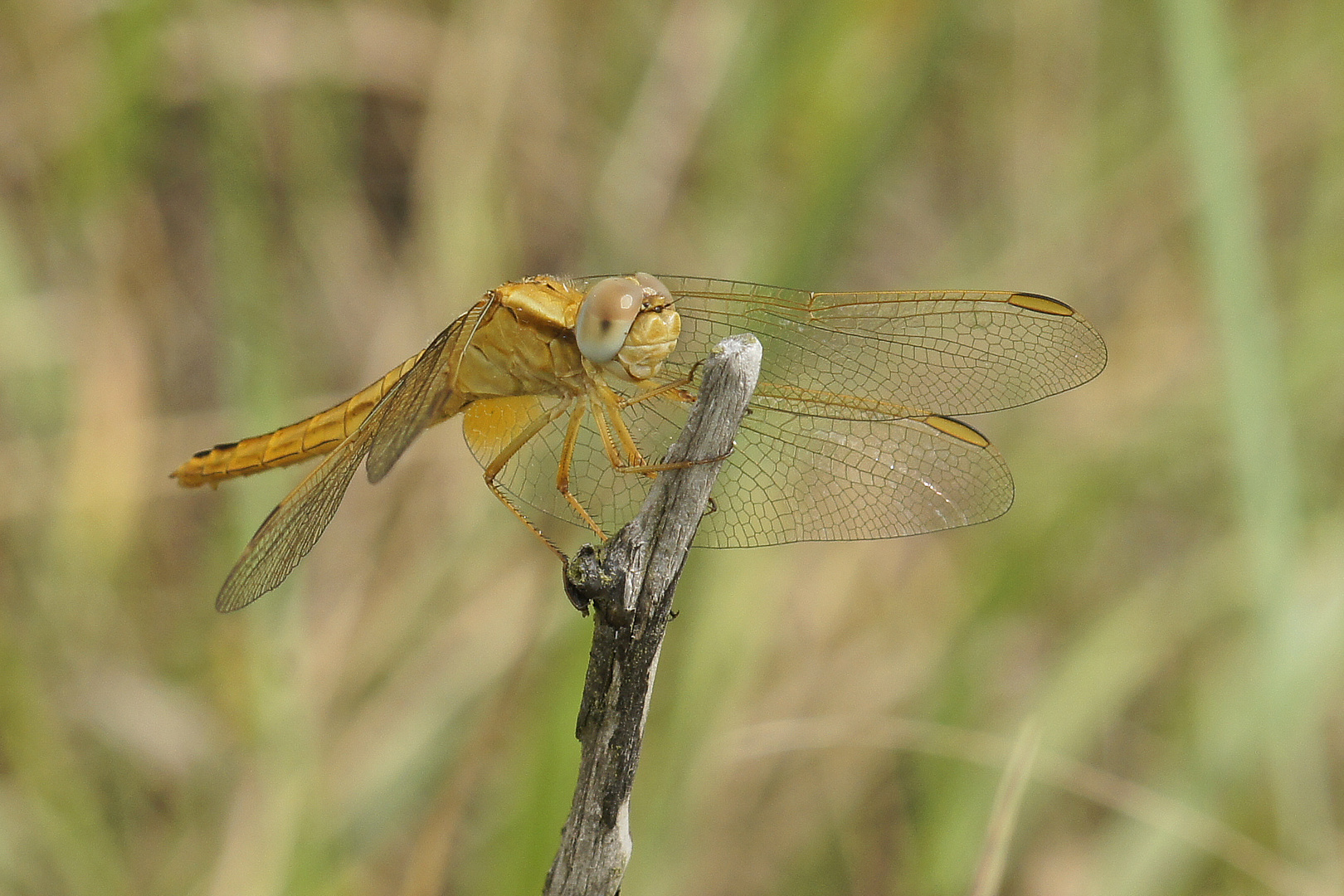 Feuerlibelle (Crocothemis erythraea), Weibchen