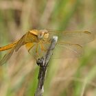 Feuerlibelle (Crocothemis erythraea), Weibchen