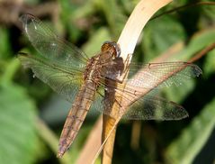 Feuerlibelle (Crocothemis erythraea), Weibchen