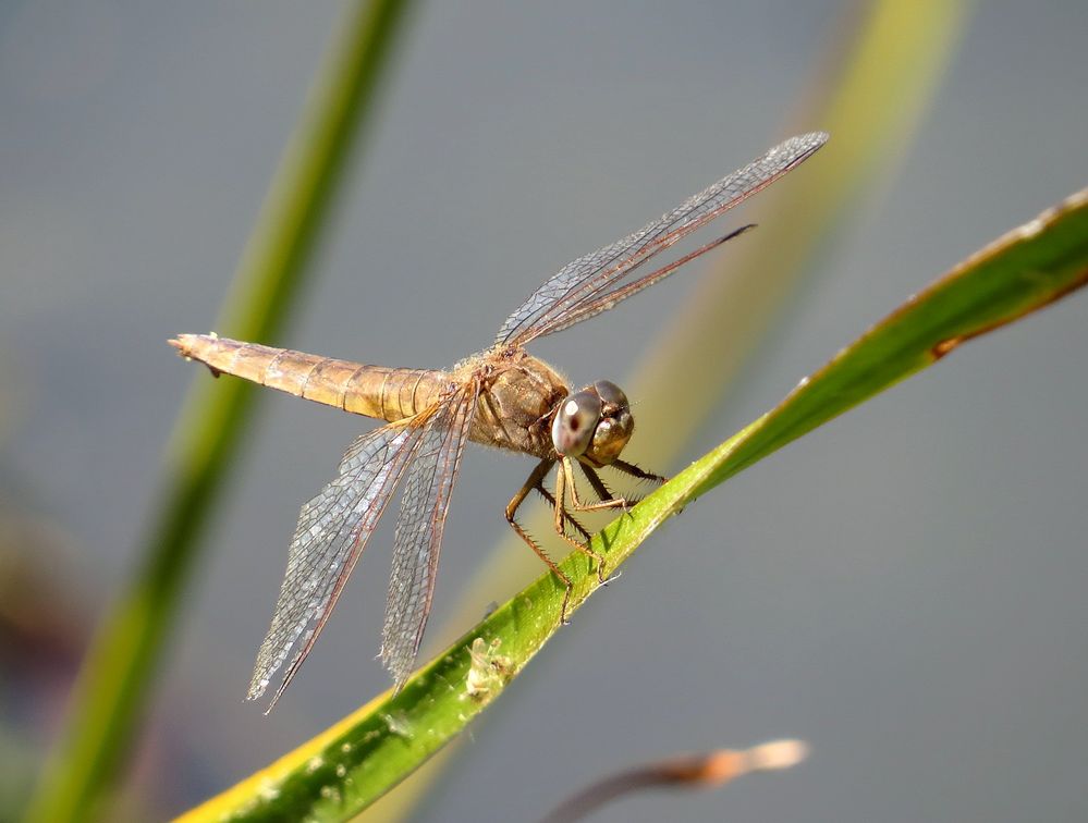 Feuerlibelle (Crocothemis erythraea), Weibchen