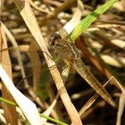 Feuerlibelle (Crocothemis erythraea), Weibchen