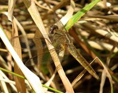 Feuerlibelle (Crocothemis erythraea), Weibchen