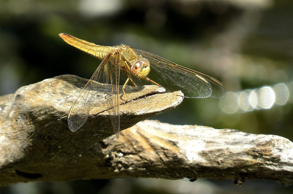 Feuerlibelle (Crocothemis erythraea), Weibchen