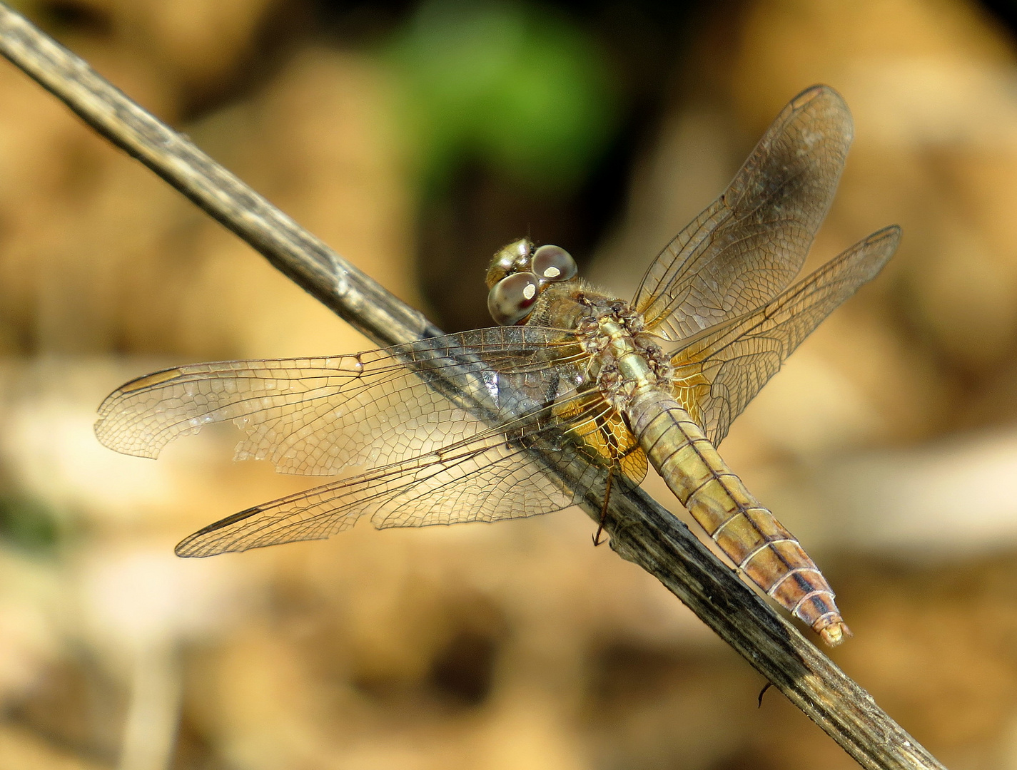 Feuerlibelle (Crocothemis erythraea), Weibchen