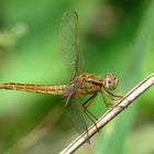 Feuerlibelle (Crocothemis erythraea), Weibchen