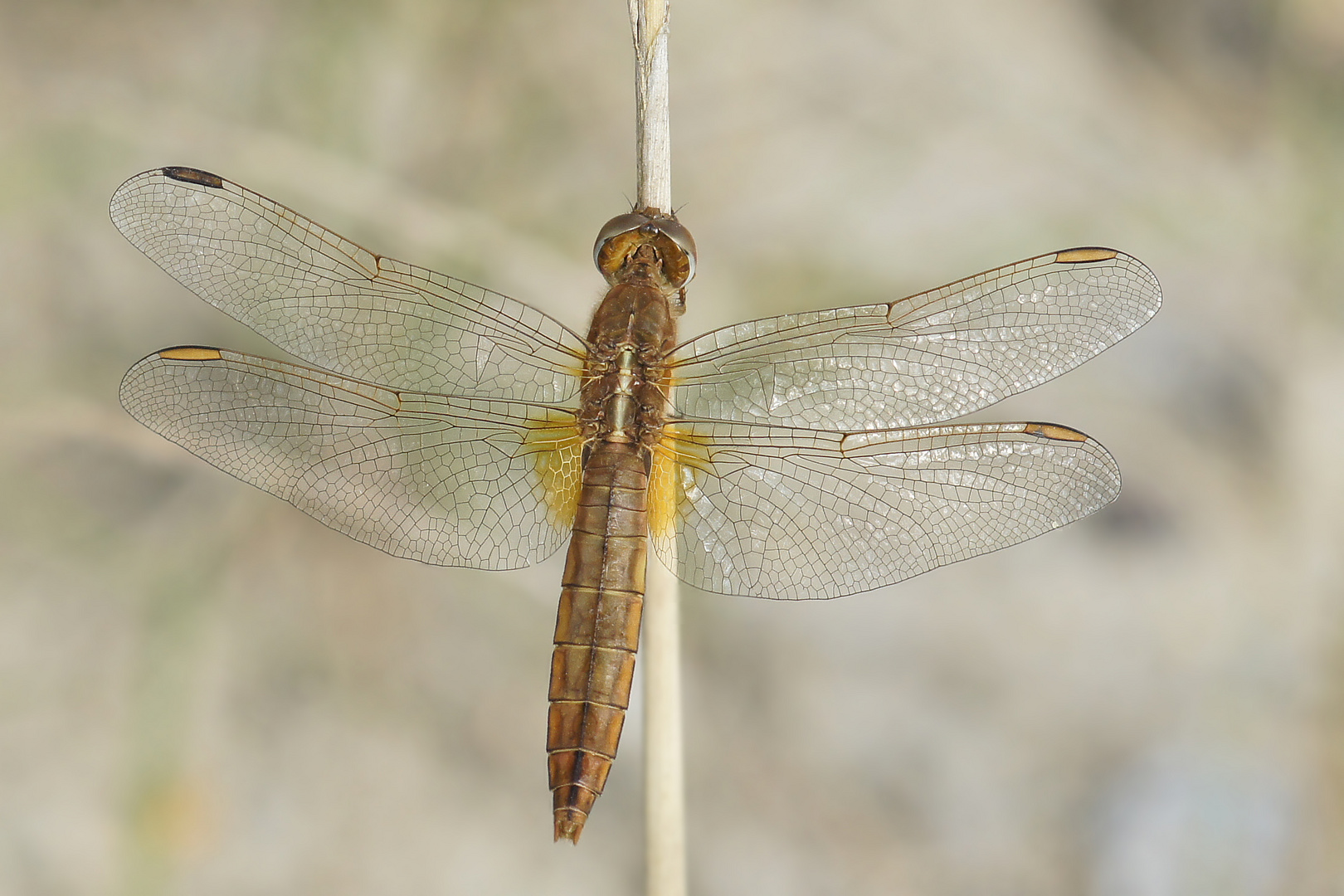 Feuerlibelle (Crocothemis erythraea), Weibchen