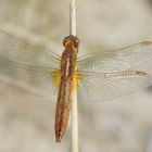 Feuerlibelle (Crocothemis erythraea), Weibchen