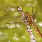 Feuerlibelle (Crocothemis erythraea), Weibchen