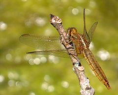 Feuerlibelle (Crocothemis erythraea), Weibchen