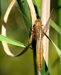 Feuerlibelle (Crocothemis erythraea), Weibchen