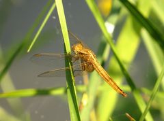 Feuerlibelle (Crocothemis erythraea), Weibchen