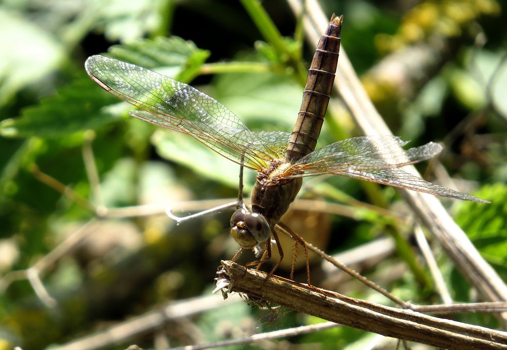 Feuerlibelle (Crocothemis erythraea), Weibchen in "Obelisk"-Stellung