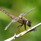 Feuerlibelle (Crocothemis erythraea), Weibchen mit Beute