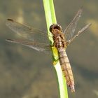 Feuerlibelle (Crocothemis erythraea), Weibchen nach der Paarung