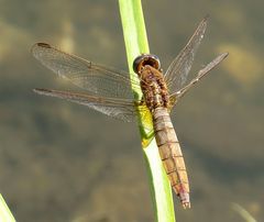 Feuerlibelle (Crocothemis erythraea), Weibchen nach der Paarung