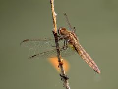 Feuerlibelle (Crocothemis erythraea), Weibchen nach der Paarung